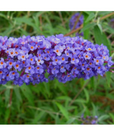 Sommerflieder (Buddleja davidii) 'Nanho Blue' im P9/C1