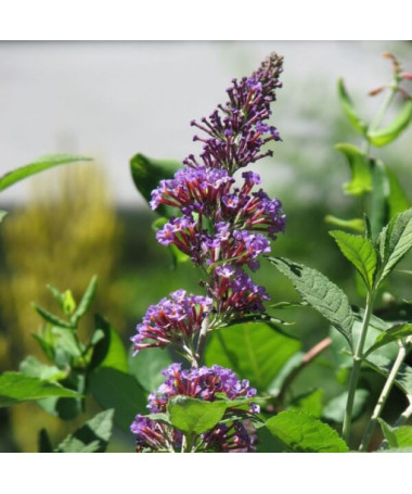 Sommerflieder (Buddleja davidii) 'Nanho Blue' im P9/C1