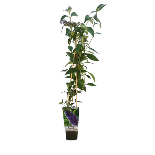 Sommerflieder (Buddleja davidii) 'Nanho Blue' im P9/C1
