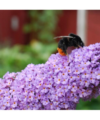 Sommerflieder (Buddleja davidii) 'Lochinch' im P9/C1