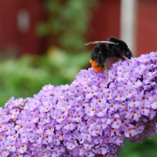 Sommerflieder (Buddleja davidii) 'Lochinch' im P9/C1