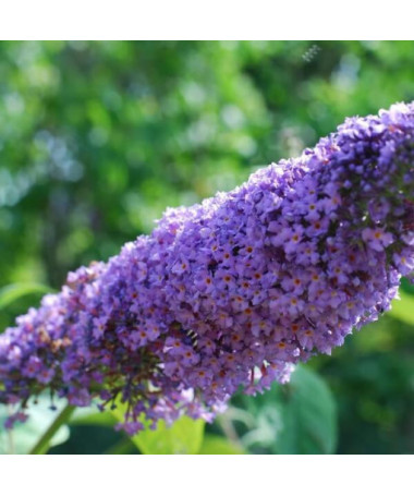 Sommerflieder (Buddleja davidii) 'Lochinch' im P9/C1