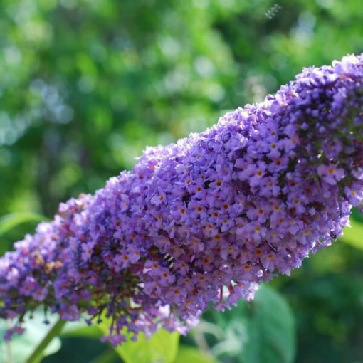 Sommerflieder (Buddleja davidii) 'Lochinch' im P9/C1