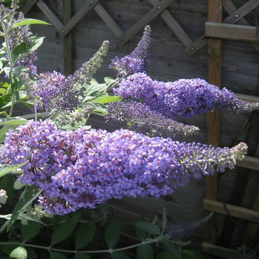 Sommerflieder (Buddleja davidii) 'Lochinch' im P9/C1
