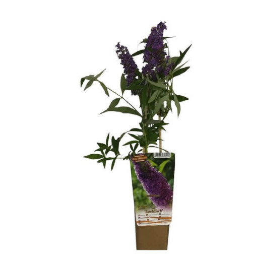 Sommerflieder (Buddleja davidii) 'Lochinch' im P9/C1