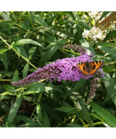 Sommerflieder 'Ile de France' 2L Topf