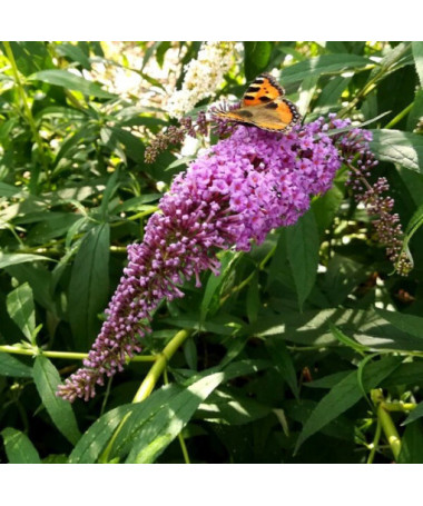 Sommerflieder (Buddleja davidii) 'Ile de France' im P9/C1