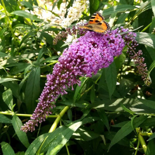 Sommerflieder (Buddleja davidii) 'Ile de France' im P9/C1