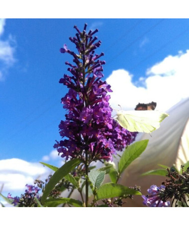 Sommerflieder (Buddleja davidii) 'Ile de France' im P9/C1