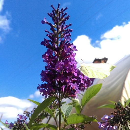Sommerflieder (Buddleja davidii) 'Ile de France' im P9/C1