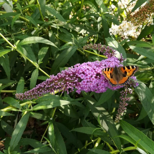 Sommerflieder (Buddleja davidii) 'Ile de France' im P9/C1