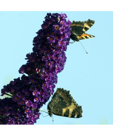 Buddleja davidii 'Black Knight' P9/C1