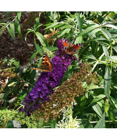 Sommerflieder 'Black Knight' 2L Topf