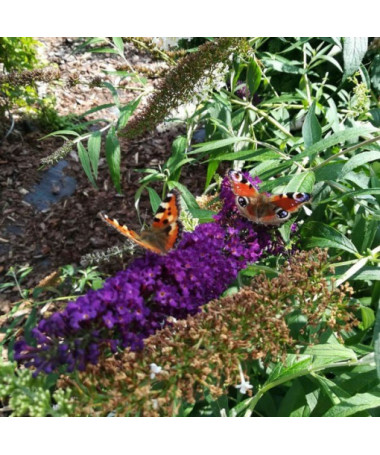 Sommerflieder 'Black Knight' 2L Topf