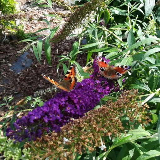 Sommerflieder 'Black Knight' 2L Topf