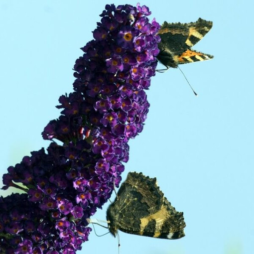 Sommerflieder 'Black Knight' 2L Topf