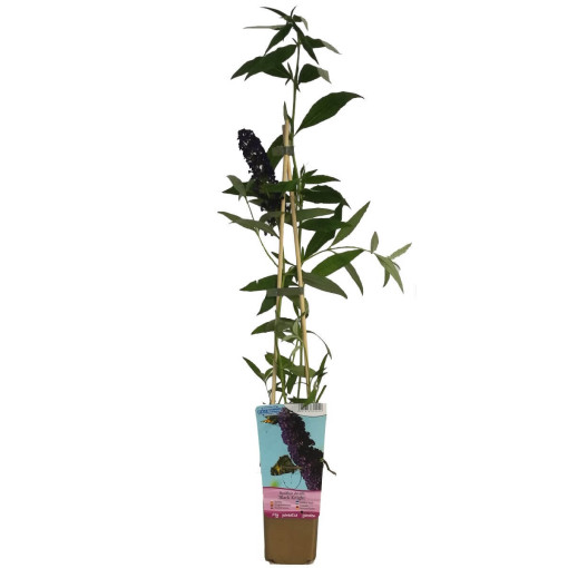 Sommerflieder 'Black Knight' 2L Topf