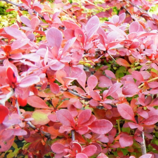 Thunbergs Berberitze 'Red Carpet' P9/C1