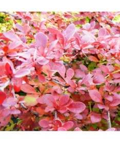Thunbergs Berberitze 'Red Carpet' P9/C1