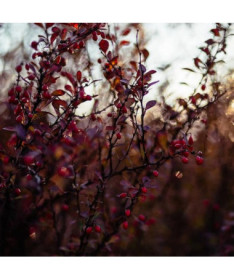 Thunbergs Berberitze 'Dart's Red Lady' P9/C1