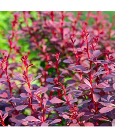 Thunbergs Berberitze 'Atropurpurea Nana' P9/C1