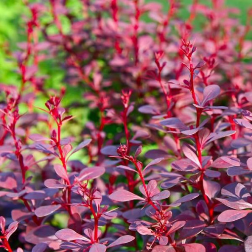 Thunbergs Berberitze 'Atropurpurea Nana' P9/C1
