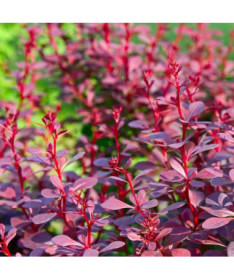 Thunbergs Berberitze 'Atropurpurea Nana' P9/C1