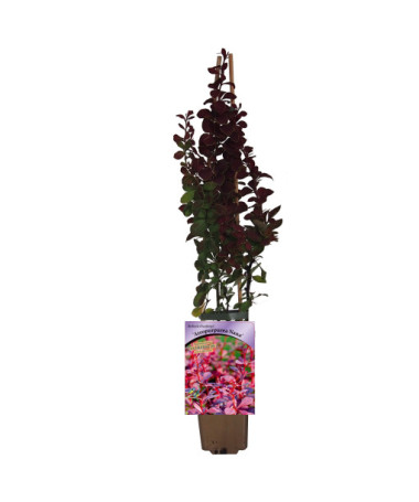 Thunbergs Berberitze 'Atropurpurea Nana' P9/C1