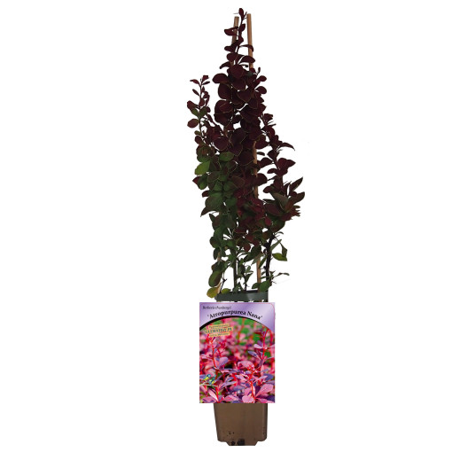 Thunbergs Berberitze 'Atropurpurea Nana' P9/C1