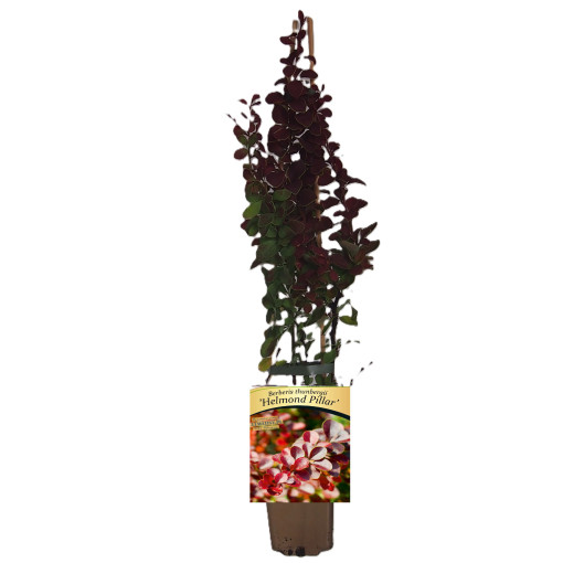 Thunbergs Berberitze 'Helmond Pillar' P9/C1