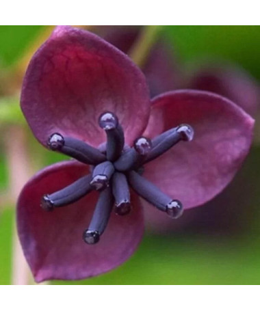 Fünfblättrige Akebie (Akebia quinata) P9/C1