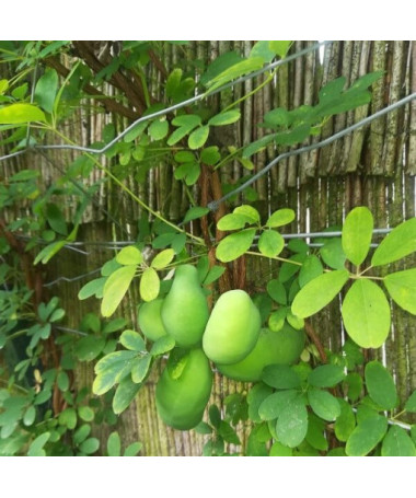 Fünfblättrige Akebie (Akebia quinata) P9/C1