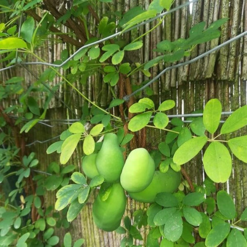 Fünfblättrige Akebie (Akebia quinata) P9/C1