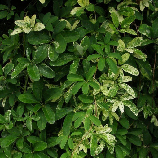 Fünfblättrige Akebie (Akebia quinata) P9/C1