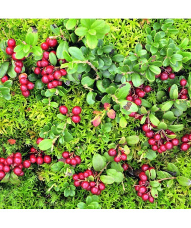 Moosbeere 'Pilgrim' DORNLOS P9/C1