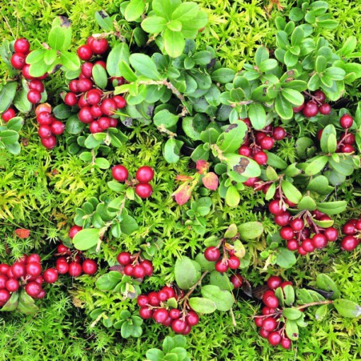 Moosbeere 'Pilgrim' DORNLOS P9/C1