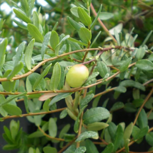 Moosbeere 'Pilgrim' DORNLOS P9/C1