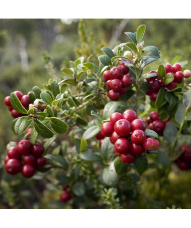 Moosbeere 'Howes' P9/C1