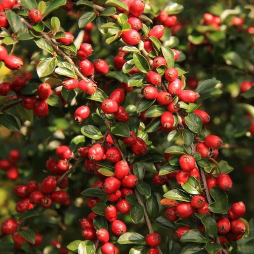 Moosbeere 'Howes' P9/C1