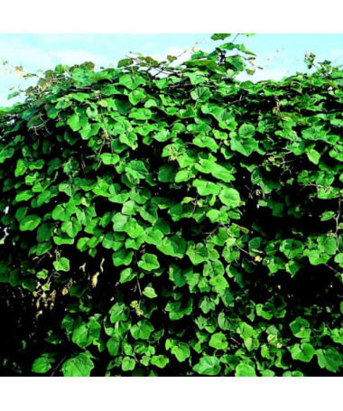 Duftende Uferrebe (Vitis riparia) P9/C1