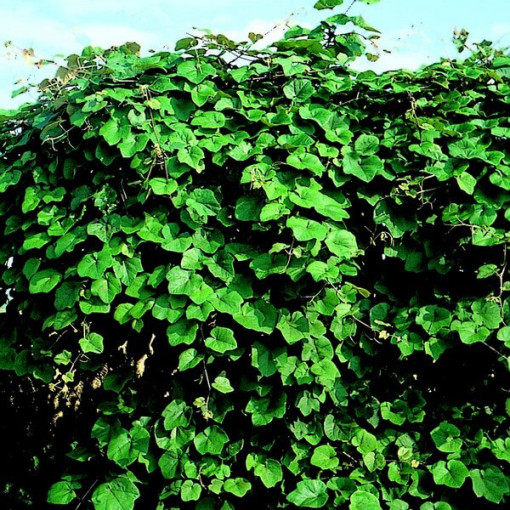 Duftende Uferrebe (Vitis riparia) P9/C1