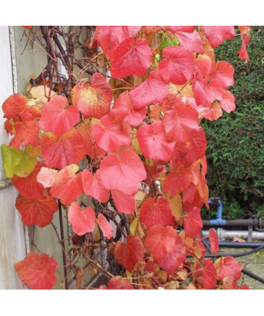 Duftende Uferrebe (Vitis riparia) P9/C1