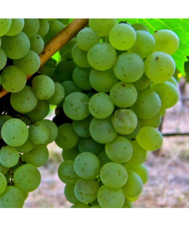 Weinrebe 'Syriusz' P9/C1