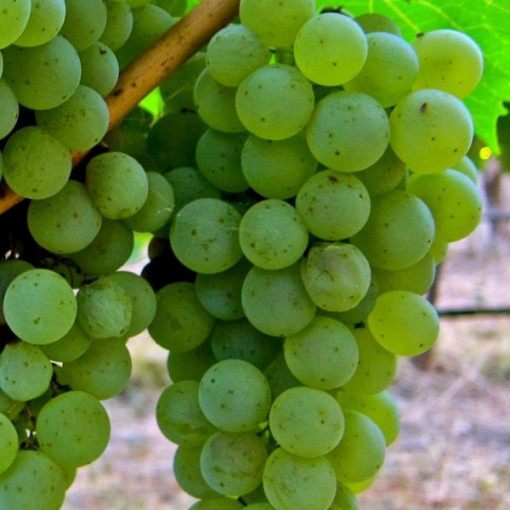 Weinrebe 'Syriusz' P9/C1