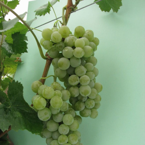 Weinrebe 'Seyval Blanc' P9/C1