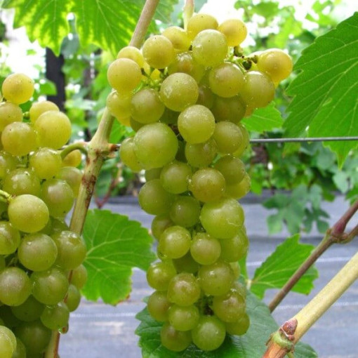 Weinrebe 'Seneca' P9/C1