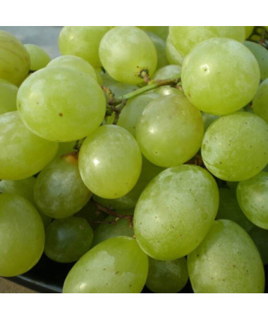 Weinrebe 'Seneca' P9/C1