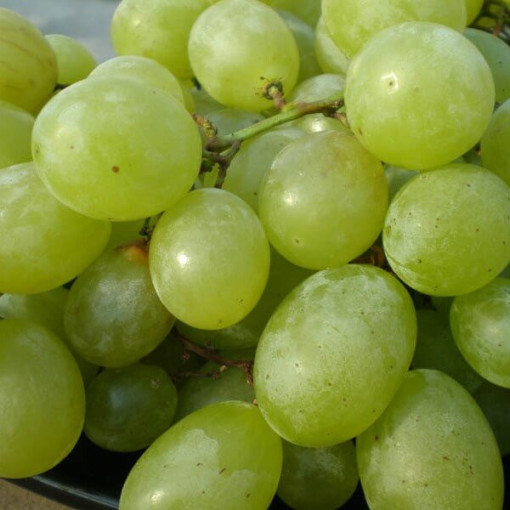 Weinrebe 'Seneca' P9/C1