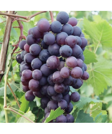 Weinrebe 'Schuyler' P9/C1