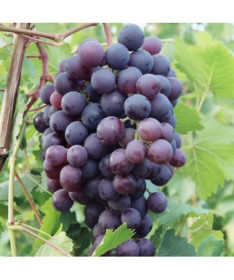 Weinrebe 'Schuyler' P9/C1